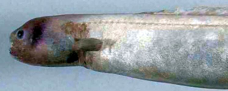 Simenchelys parasítica_03.jpg